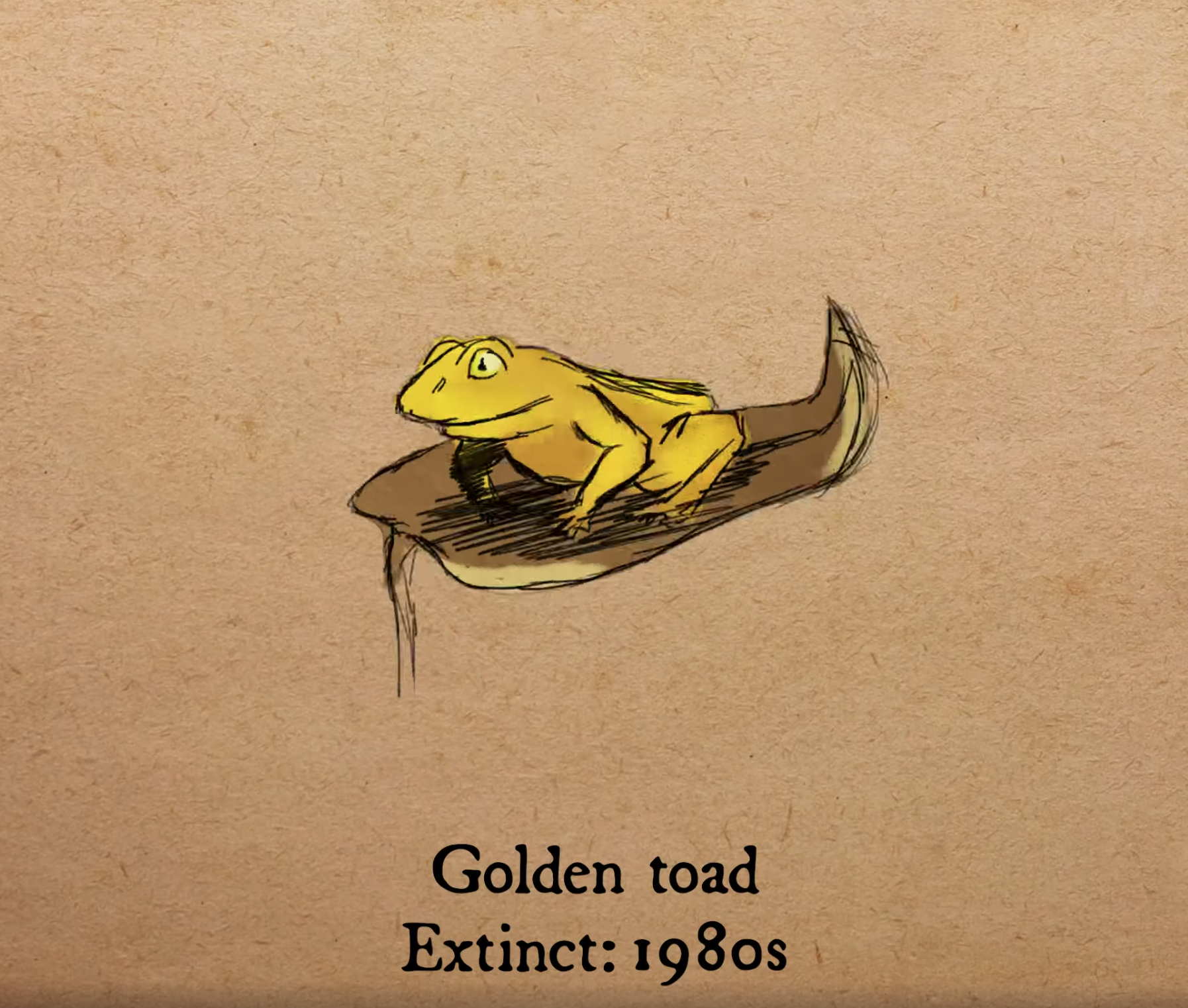 金蟾蜍（Golden toad）