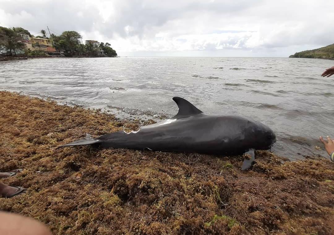貨輪擱淺後，模里西斯海岸附近，發現數隻死亡的海豚。