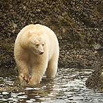 每年，白靈熊（White Spirit Bear ）都會在加拿大的大熊雨林中出現數週，這是牠們獨一無二的棲息地。這種黑熊帶有一種隱性基因，因此毛皮呈現淡金色。