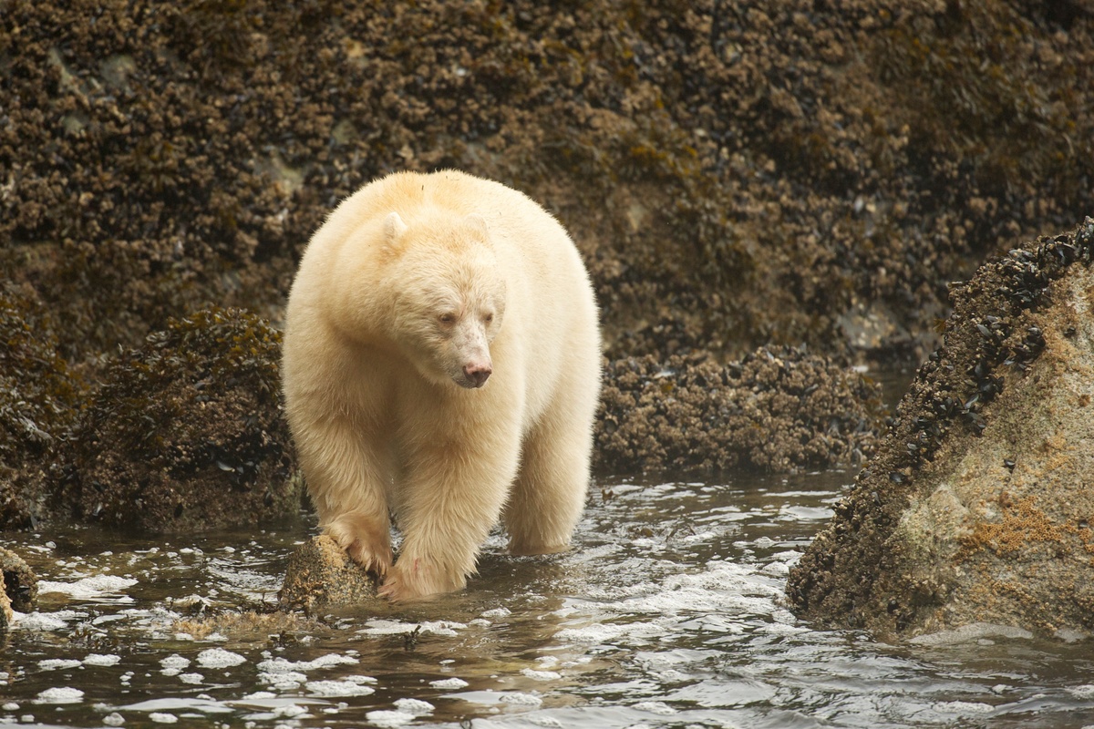 每年，白靈熊（White Spirit Bear ）都會在加拿大的大熊雨林中出現數週，這是牠們獨一無二的棲息地。這種黑熊帶有一種隱性基因，因此毛皮呈現淡金色。