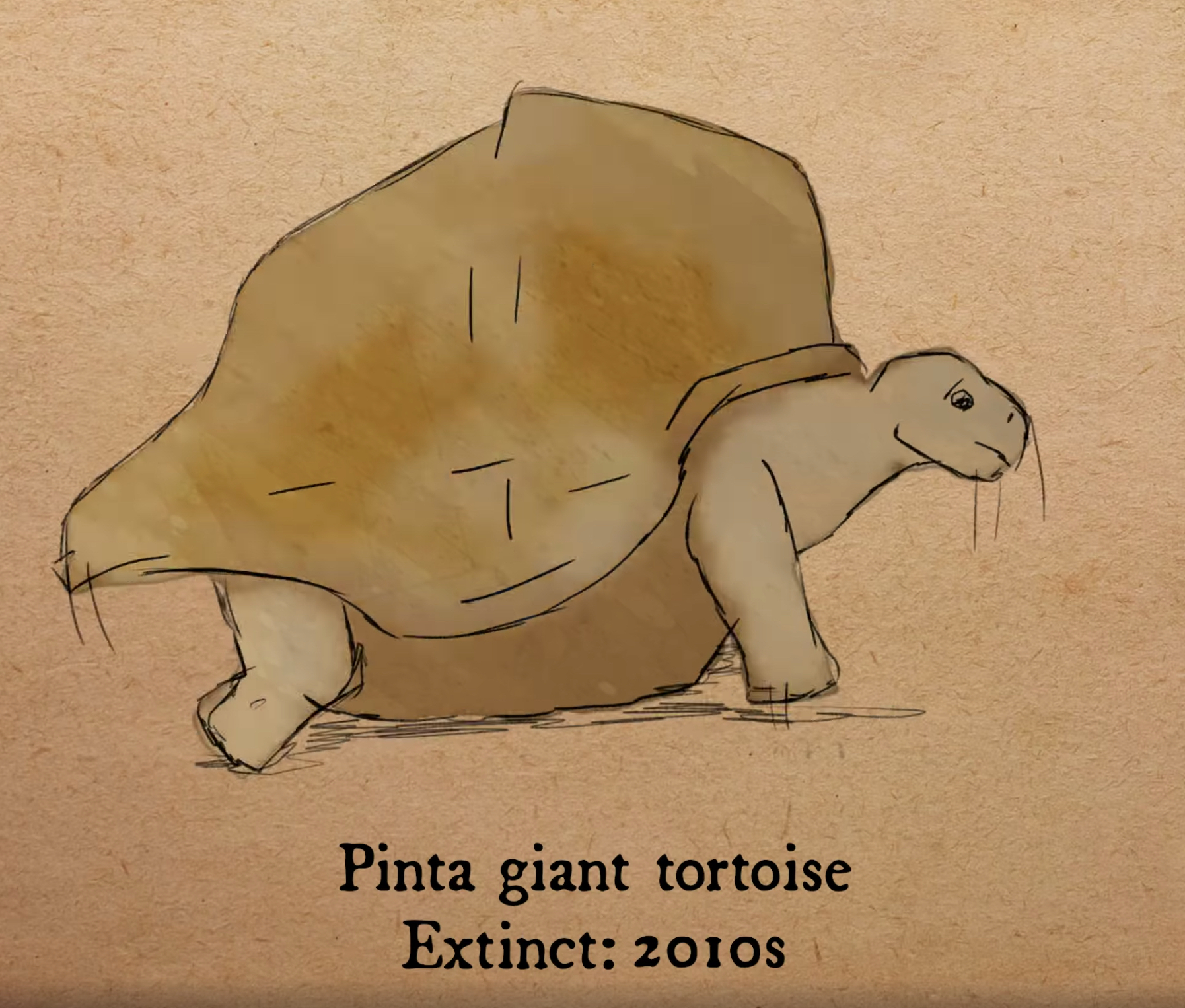 平塔島象龜（Pinta giant tortoise）·