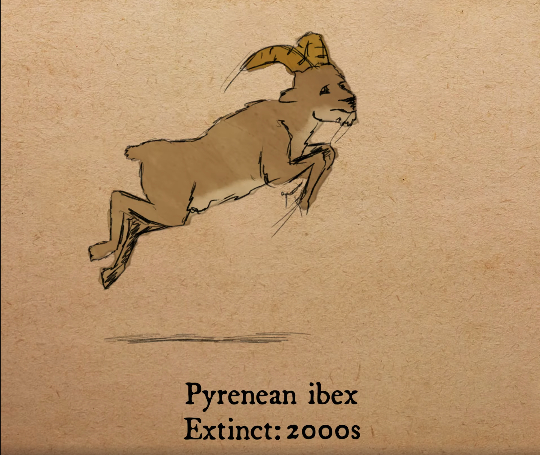 庇里牛斯羱羊（Pyrenean ibex）