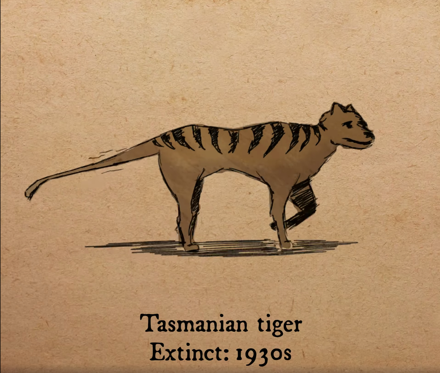 袋狼（Tasmanian tiger）