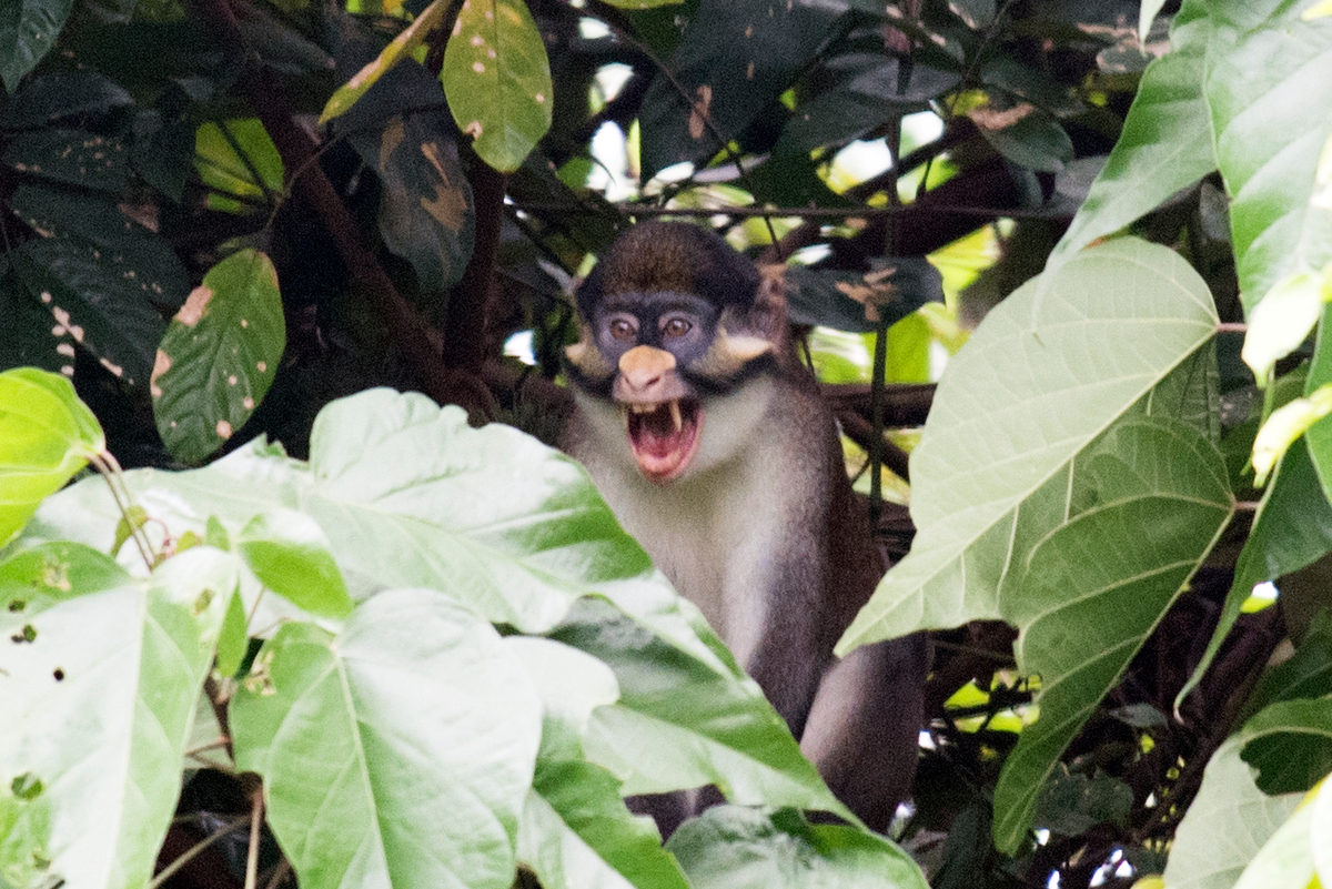 受保護的沼澤地是紅尾猴（Red-tailed Monkey）的重要棲息地。