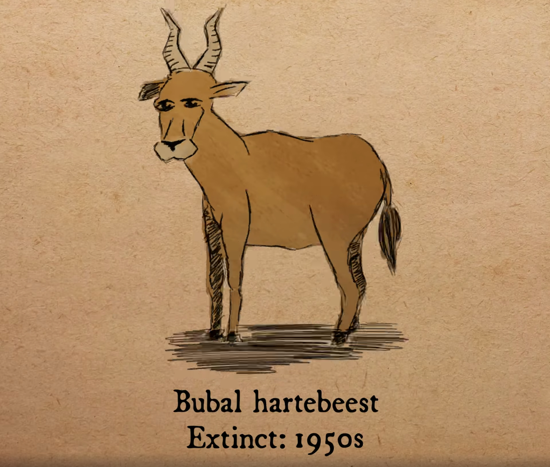 北非狷羚（Bubal hartebeest）