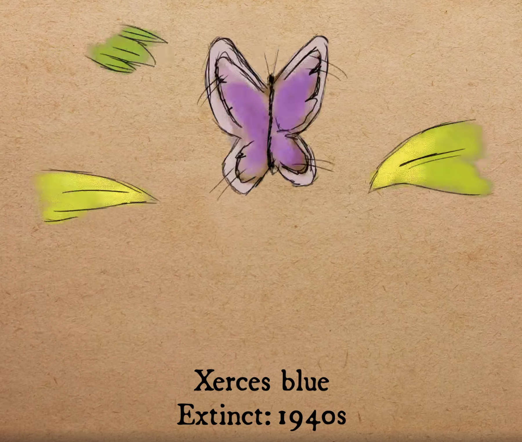 加利福尼亞甜灰蝶（Xerces blue butterflies）