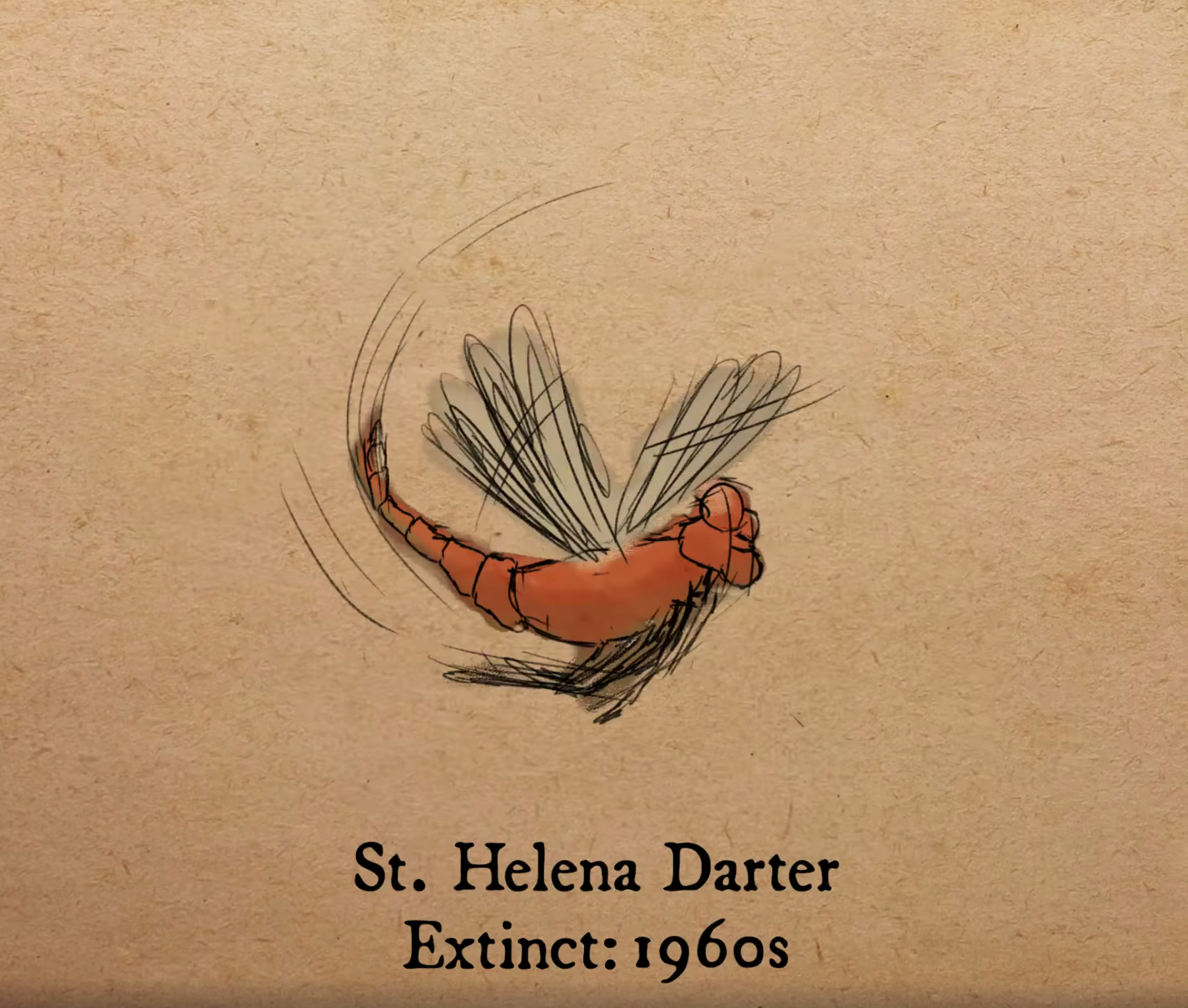 聖赫勒那蜻蜓（St. Helena Darter）