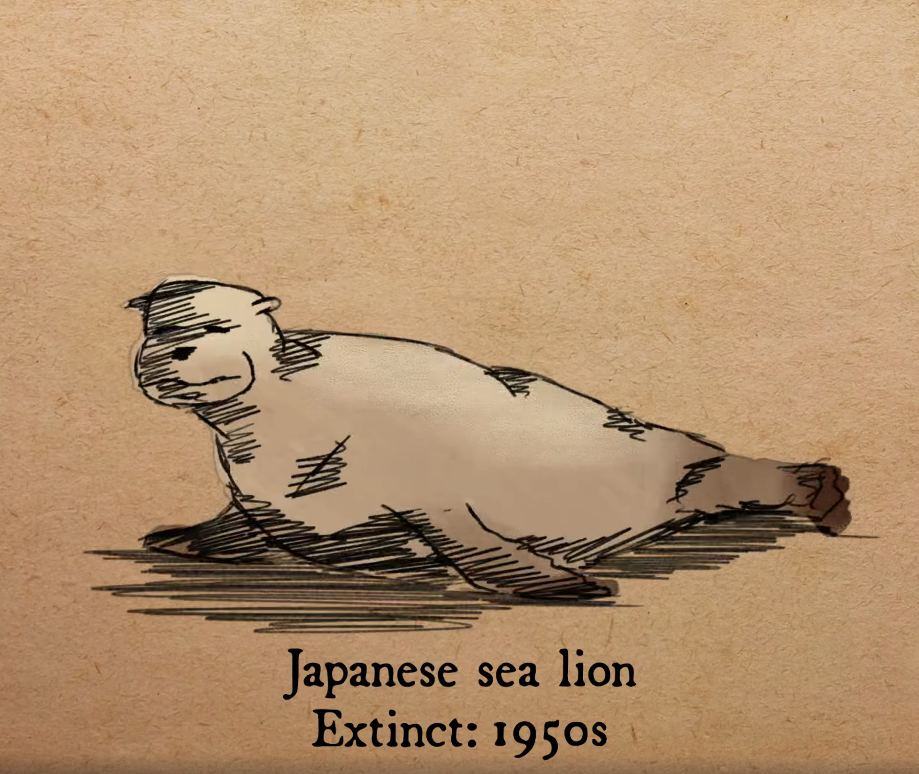 日本海獅（Japanese sea lions）