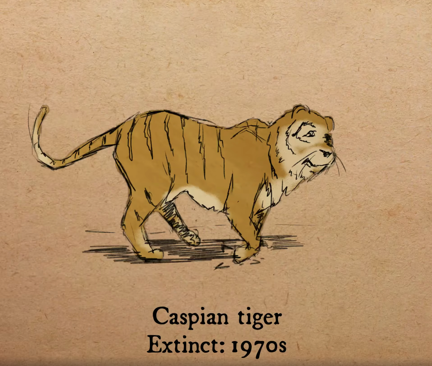 波斯虎（Caspian Tiger）