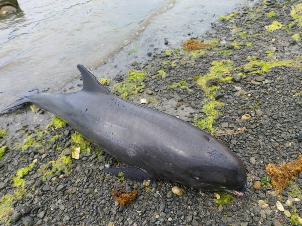 貨輪燃油污染後，模里西斯民眾在當地海岸發現多隻擱淺死亡的海豚。