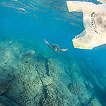 在希臘海域中，追逐塑膠袋的海龜。