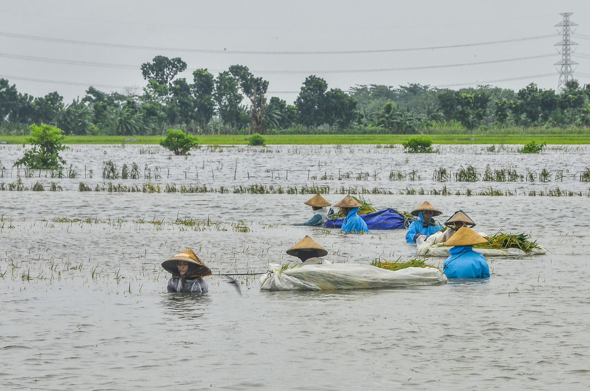 2019年1月連日豪雨，導致印尼爪哇島中部至少200公頃的稻田被洪水淹沒。