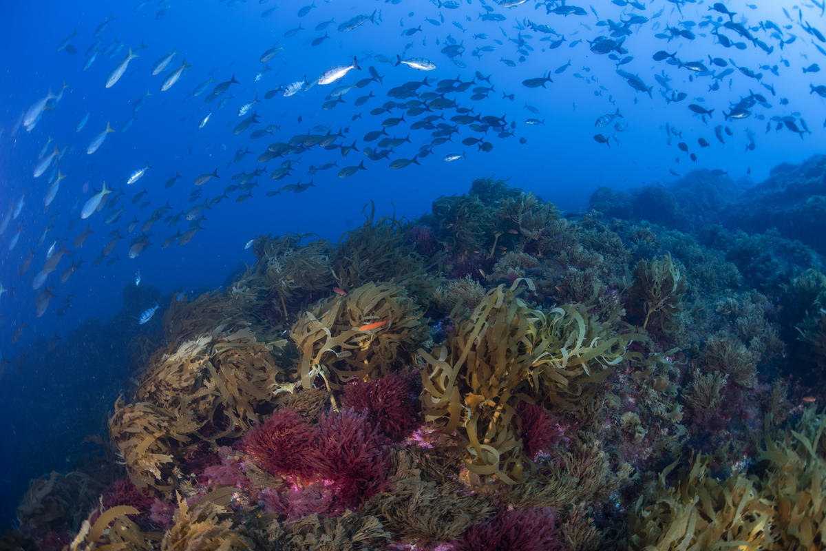 南大西洋的維瑪海山，擁有豐富的生物多樣性，卻因遭到工業捕魚受到生存威脅。