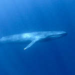 【世界鯨魚日】印度洋上的侏儒藍鯨，回顧捕鯨血淚歷史