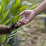 印尼婆羅洲中部的葉猴（Trachypithecus）握著當地村民的手。© Greenpeace / Ardiles Rante