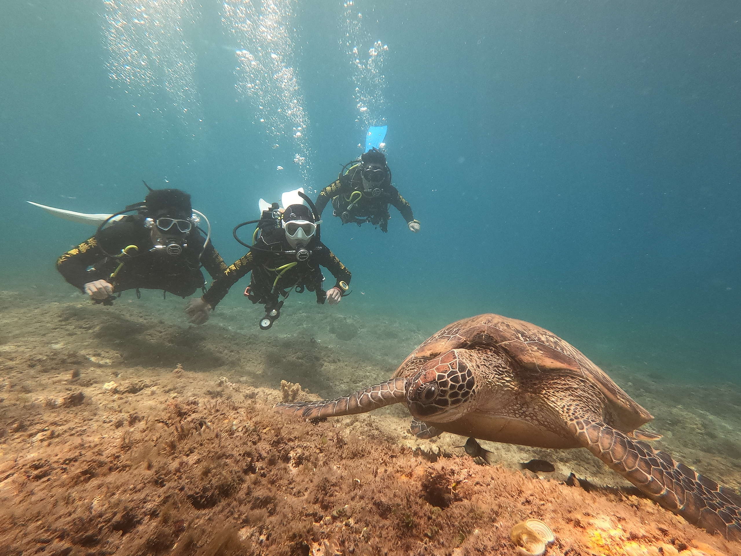 鍾孟勳與友人在小琉球跟隨著海龜泅游。© Tommy Chung / Greenpeace