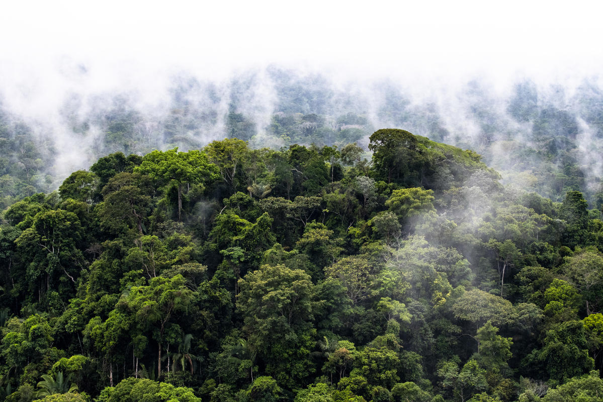 您知道嗎？照片中亞馬遜雨林裡的裊裊白煙，並不是自然形成的霧嵐，而是人類為商業利益放火毀林、破壞珍貴森林生態的證據。© Daniel Beltrá / Greenpeace