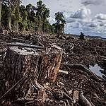 印尼北加里曼丹省（North Kalimantan ），一塊由紙漿企業管轄的林地被清空，僅留下荒蕪的泥炭地。© Ulet Ifansasti / Greenpeace