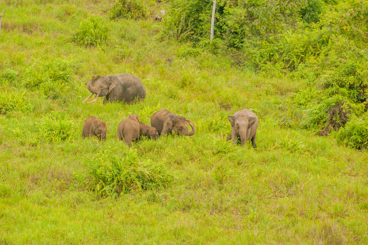 森林是大象的主要棲地，然而因人類為商業用途不斷侵入、開發，正在減少中。© Ardiles Rante / Greenpeace