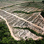 綠色和平深入林地實地調查，發現巴布亞森林內部已有部分地區遭到破壞，顯見印尼政府森林保護措施執行不力。© Greenpeace