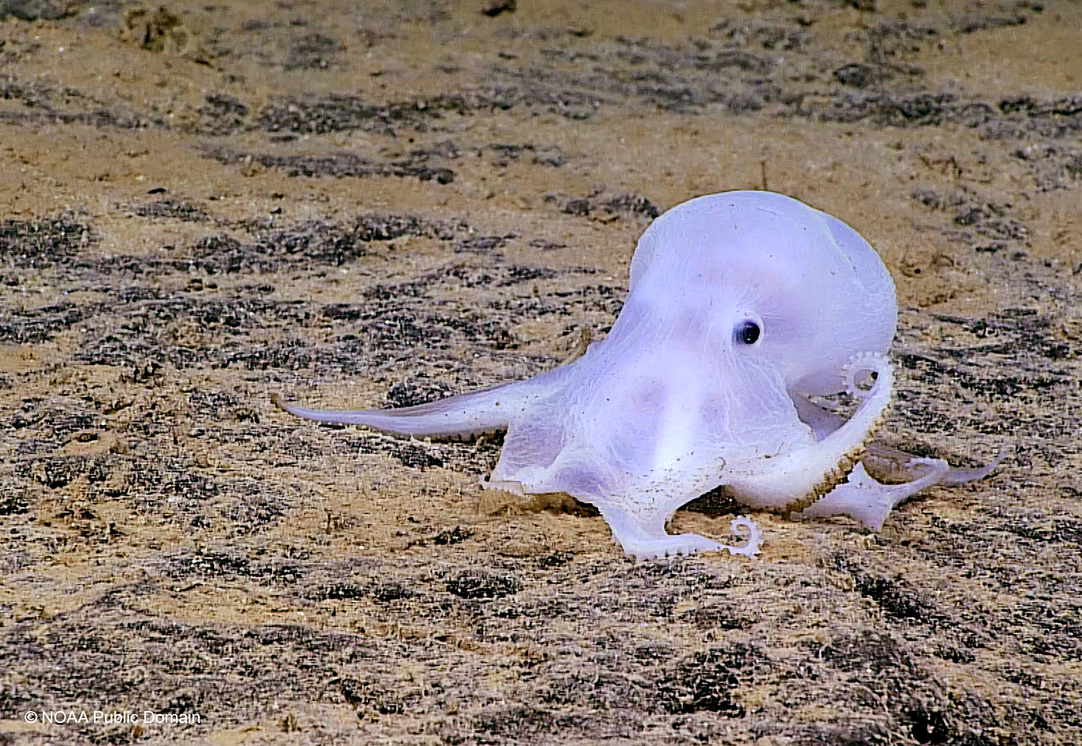 在夏威夷海下4,290米發現的深海章魚（Ghost Octopus），牠因缺乏色素細胞，身體呈半透明，可愛的模樣像極了卡通《鬼馬小精靈》（Casper）的主角。牠們在深海海綿殘骸上產卵、孵卵，而這海綿上附著多金屬結核，正是海底採礦業虎視眈眈的目標之一。