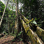 Leo Lanna率領團隊深入亞馬遜雨林中的克里斯塔利諾斯人自然遺產保護區，森林還維持著200年前未遭人為破壞的豐饒樣貌。© Projeto Mantis
