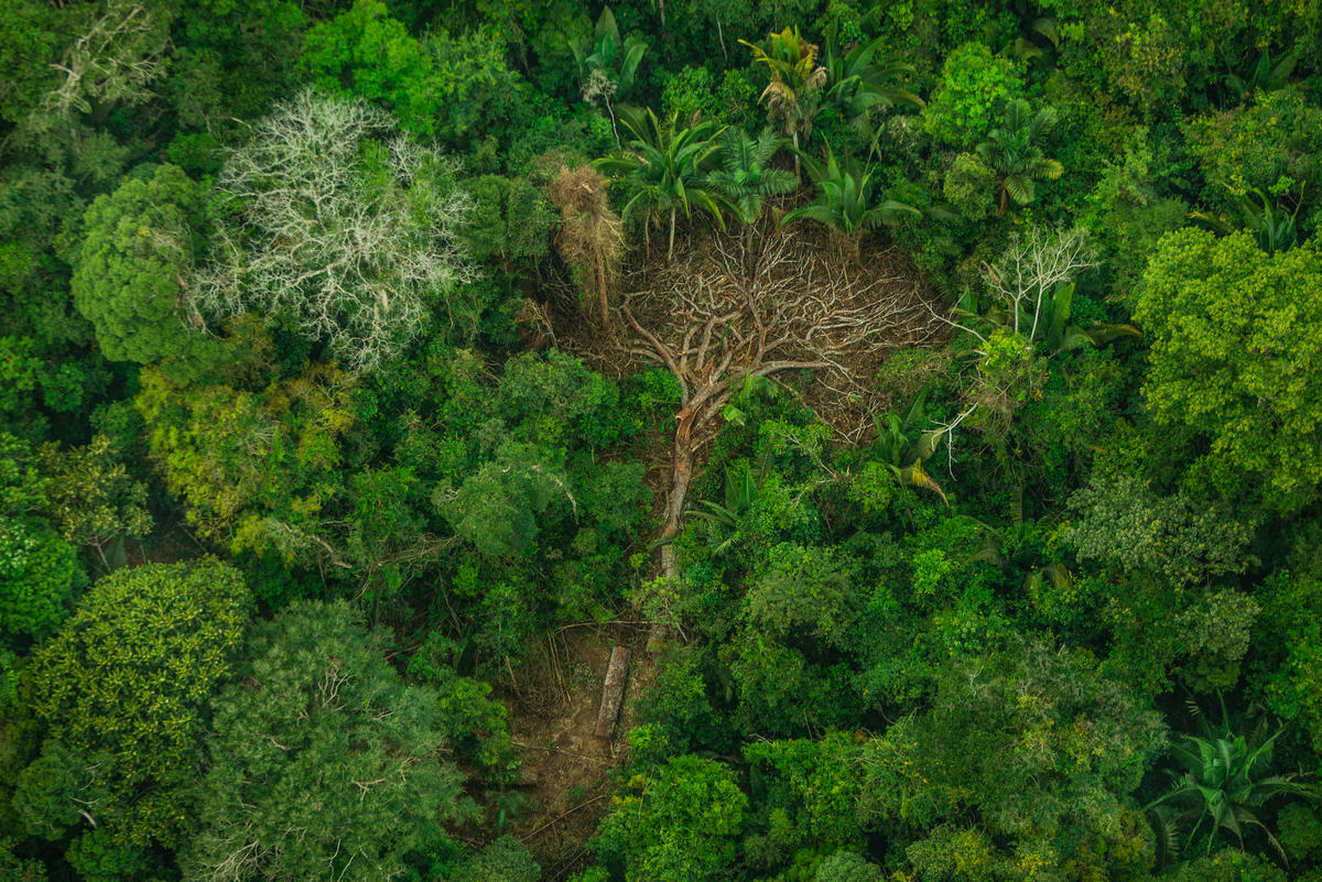 亞馬遜雨林是當地原住民族群社區、歷史及文化的根源，也是許多物種的生存之地，如今毀林行為及非法入侵，使森林生態環境和原住民家園備受摧殘。© Christian Braga / Greenpeace