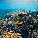 位於印尼的珊瑚花園，陽光灑近海中照亮生機勃勃的珊瑚生態。