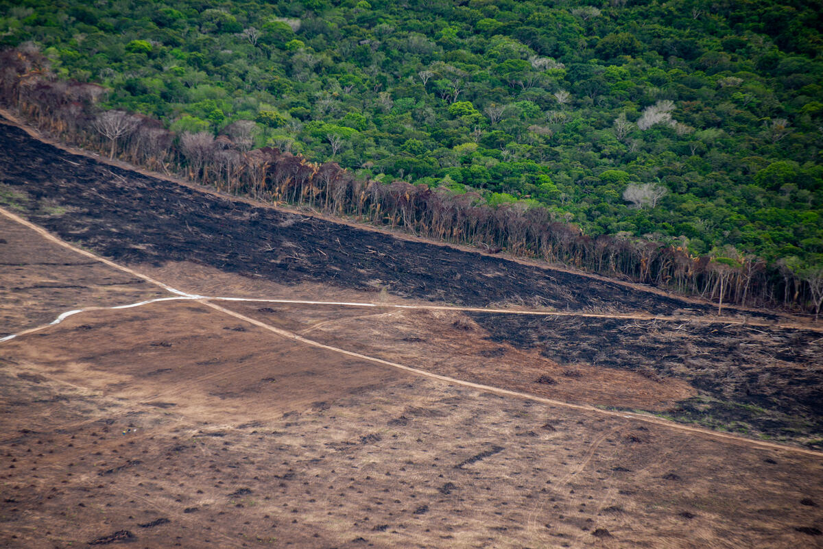 2021年4月，綠色和平巴西辦公室深入亞馬遜生態群系，記錄巴西羅賴馬州（Roraima）的森林砍伐情形，見證人為毀林行為導致的大火燒毀大片林地，不僅加劇氣候變遷，更嚴重威脅當地原本豐富的生物多樣性。© Christian Braga / Greenpeace
