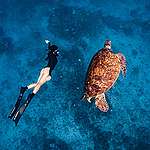 謎卡和巨大的海龜同游，親近海洋生態讓她更希望能保護這脆弱的藍色世界。