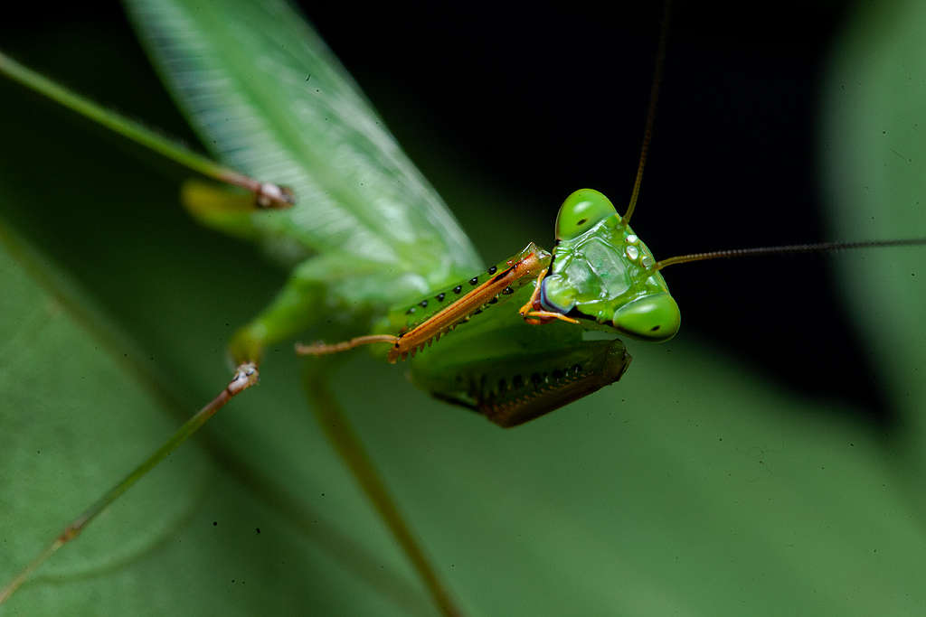 生物學家Leo Lanna成立「螳螂計劃」，深入亞馬遜雨林研究螳螂與昆蟲生態。© Projeto Mantis
