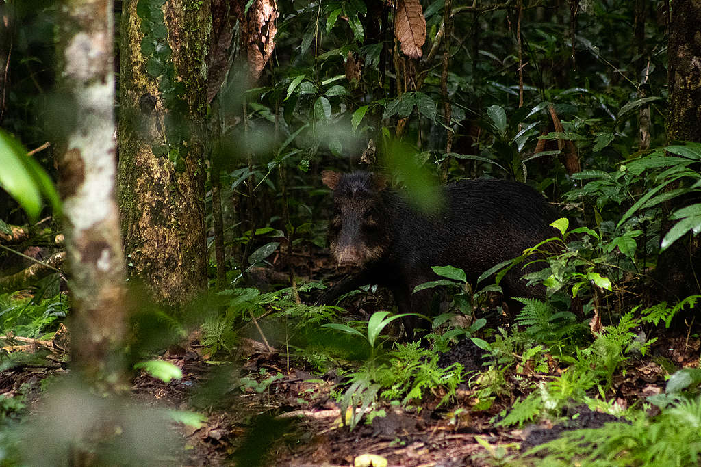 「螳螂計劃」團隊在亞馬遜雨林中，邂逅當地的野豬群落。© Projeto Mantis