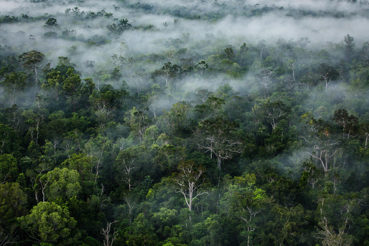 串連近120萬支持者，共同推動歐盟國會決議為「森林與生態系統風險商品」制定更強而有力的法規。© Ulet Ifansasti / Greenpeace