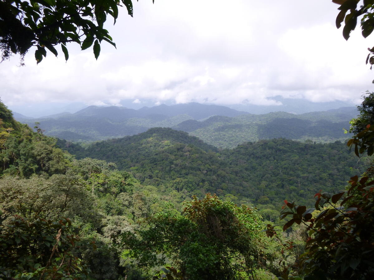 剛果盆地擁有全球第二大熱帶雨林，為中非數百萬人民提供飲食、水源，更是許多瀕危生物的家園。© San Diego Zoo Global / Daniel Mfossa