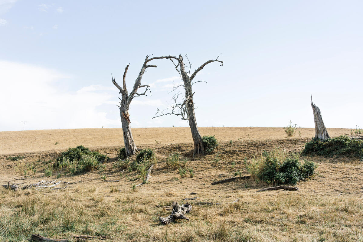 2020年8月，法國出現熱浪乾旱，乾枯的樹葉、土地和樹木，顯示生態受到的衝擊。