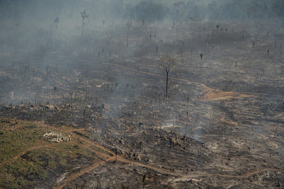 2021年7月29日到31日，綠色和平來到亞馬遜雨林上空監測、記錄森林砍伐和森林火災情形，被砍伐和燒毀的地區日後將用於養牛。© Christian Braga / Greenpeace