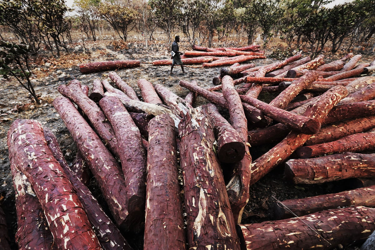血檀（Mukula）是非洲南部和中部特有的一種硬木，生長速度緩慢，相當稀有，卻在過去十餘年間持續遭非法砍伐，並從贊比亞和剛果民主共和國運送到中國，以滿足中國市場對「紅木」日益增長的需求。© Lu Guang / Greenpeace