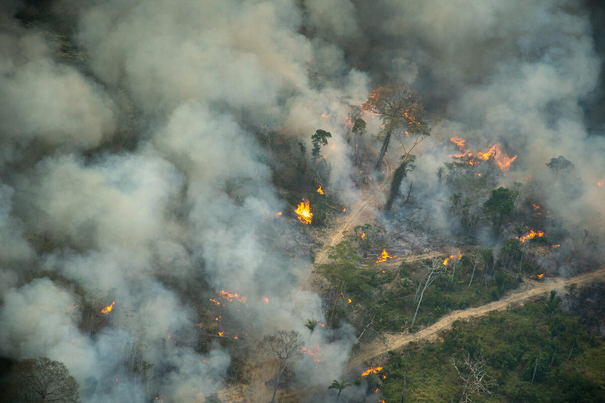 人類為發展工業化肉品，不知節制地以濫砍、焚燒樹木的方式破壞森林，不僅破壞森林的生物多樣性，釋放的二氧化碳更加劇全球暖化。綠色和平深入巴西亞馬遜雨林，以空拍監測記錄下2021年7月的毀林情況。© Christian Braga / Greenpeace