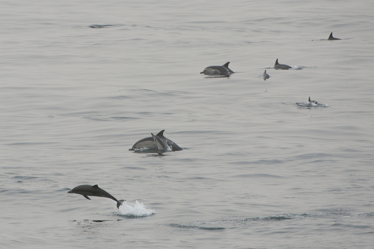 在茅利塔尼亞外海泅游的海豚。© Pierre Gleizes / Greenpeace