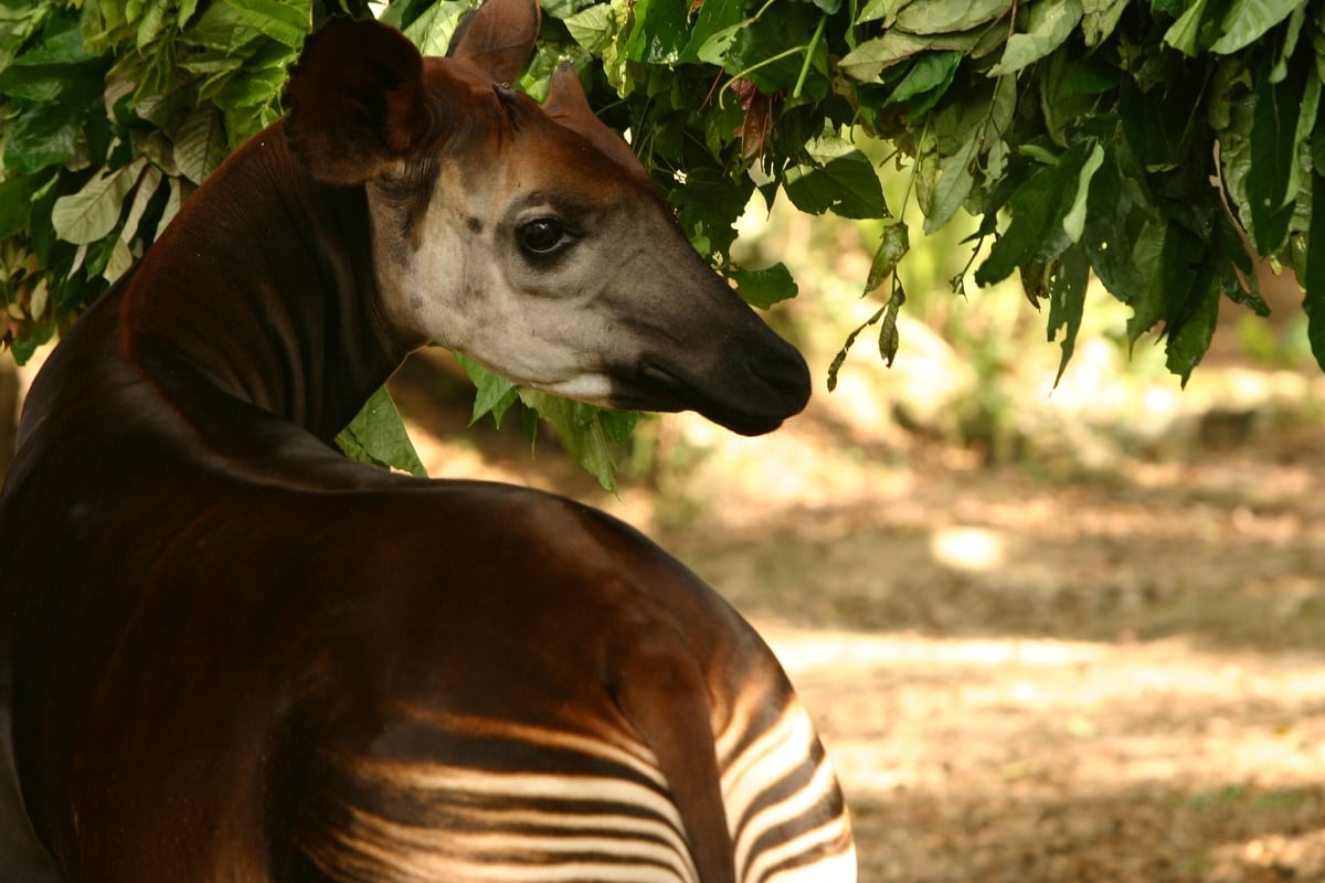 㺢㹢狓目前僅生活在剛果民主共和國東部熱帶雨林。這種動物是長頸鹿的親戚，在野外十分罕見。© Kim Gjerstad / Greenpeace