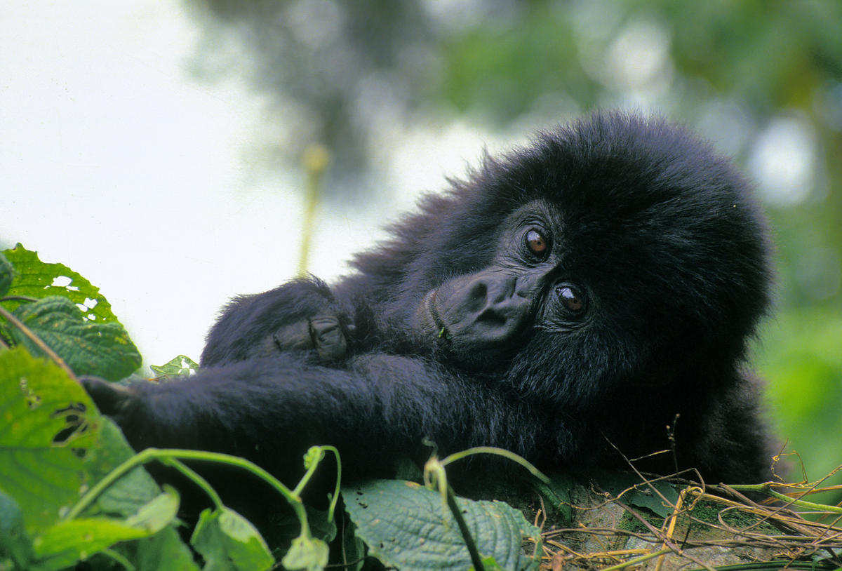 圖為生活在維龍加國家公園的山地大猩猩寶寶（Mountain Gorilla）。© Christian Kaiser / Greenpeace