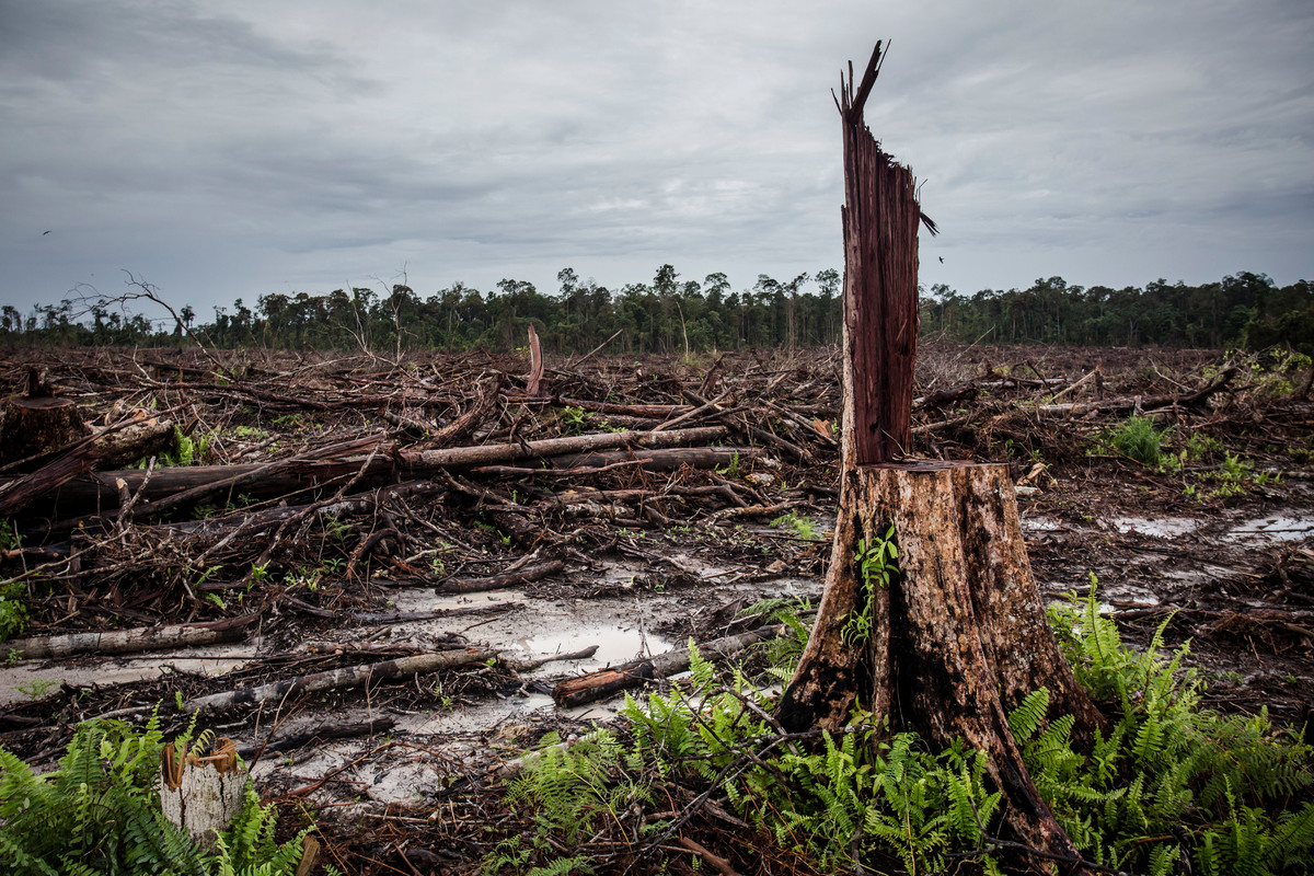 攝於2016年印尼西加里滿丹。當地的原始森林遭到清除，以作為油棕櫚種植園。© Ulet Ifansasti / Greenpeace