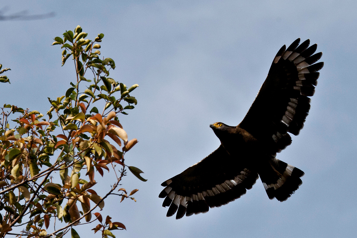 一隻老鷹飛過印尼丹絨將國家公園（Tanjung Puting National Park）的原始森林。 丹絨將國家公園是印尼重要的自然資產，卻因BGA集團（Bumitama Gunajaya Agro）持有經營特許權，並不斷擴張油棕櫚種植園，備受威脅。 © Ulet Ifansasti / Greenpeace