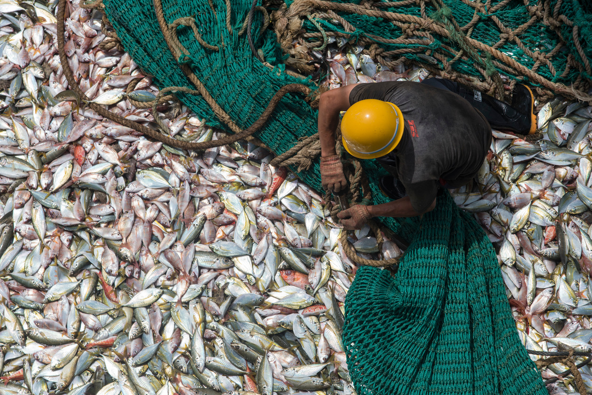 1950年起，因為過度捕撈，世界上四分之一漁業已經崩潰，目前全球更有將近90%的魚種逼近或低於可持續生存的數量，其中更有超過30%魚種種群已經無法持續生存。© Pierre Gleizes / Greenpeace