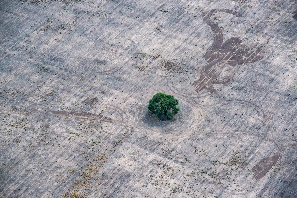 2020年期間，阿根廷北部四省因大量毀林產生約20,922,835公噸的溫室氣體，相當於4,480,264輛汽車一年所產生的碳排放量。© Martin Katz / Greenpeace