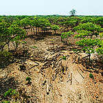 綠色和平深入剛果森林調查林地破壞情形。剛果政府雖於2002年頒布伐木禁令，然而由於幅員遼闊管理不易，加上貪腐與官商勾結，難以遏止毀林行為。© Lu Guang / Greenpeace