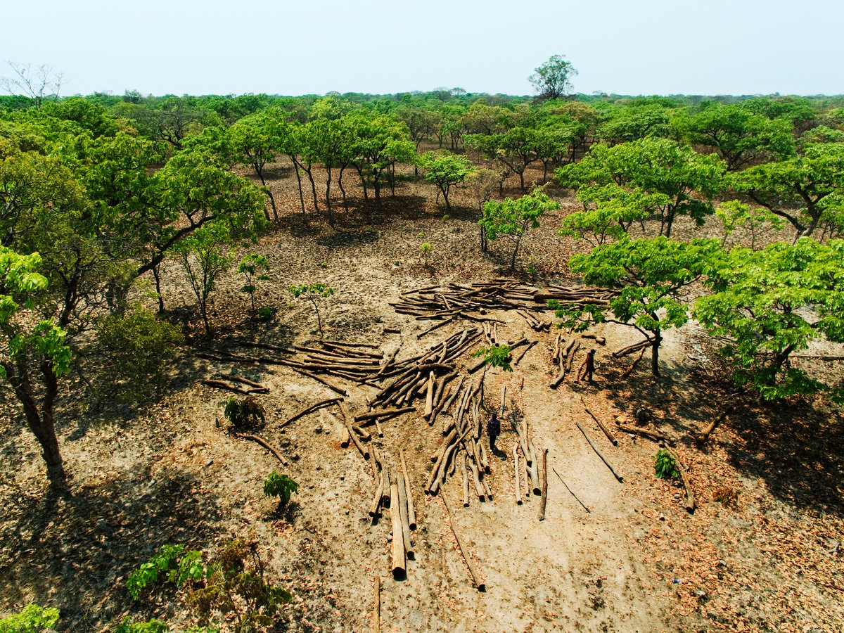 綠色和平深入剛果森林調查林地破壞情形。剛果政府雖於2002年頒布伐木禁令，然而由於幅員遼闊管理不易，加上貪腐與官商勾結，難以遏止毀林行為。© Lu Guang / Greenpeace