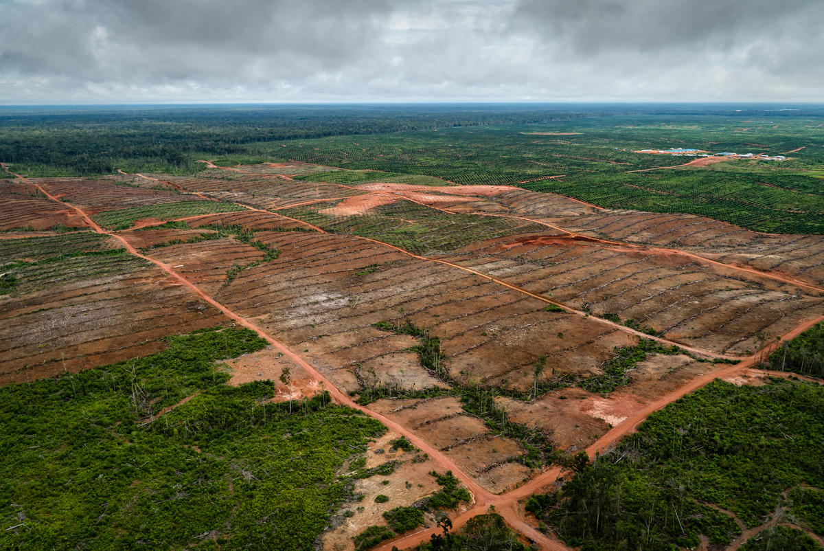 Korindo集團擁有巴布亞最大的油棕櫚種植園，自2001年以來已摧毀該省約57,000公頃的森林。© Ulet Ifansasti / Greenpeace