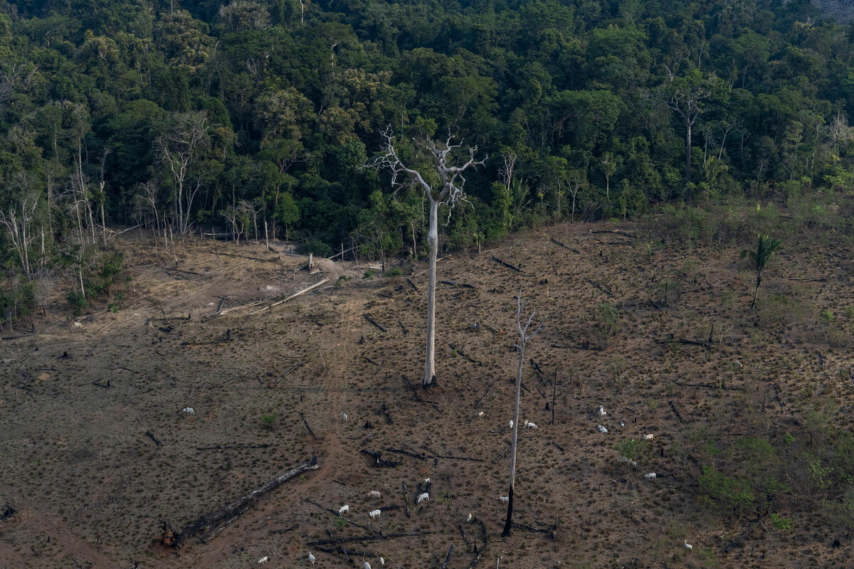 自波索納洛上任以來，巴西已經連續3年在1月至8月期間，有超過6,000平方公里的森林遭到砍伐，不僅破壞了當地原有的豐富生物多樣性，也加劇全球氣候危機。