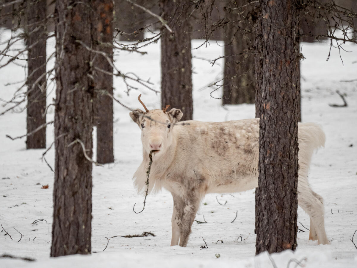 位於瑞典最北端的穆奧尼奧放牧社區，生活在北方森林中，因特殊的氣候與環境，孕育了薩米族原住民獨有的馴鹿遊牧文化。